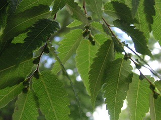 Matsubara この写真はネジバナですが キャンパスの樹木を紹介 松原 豊