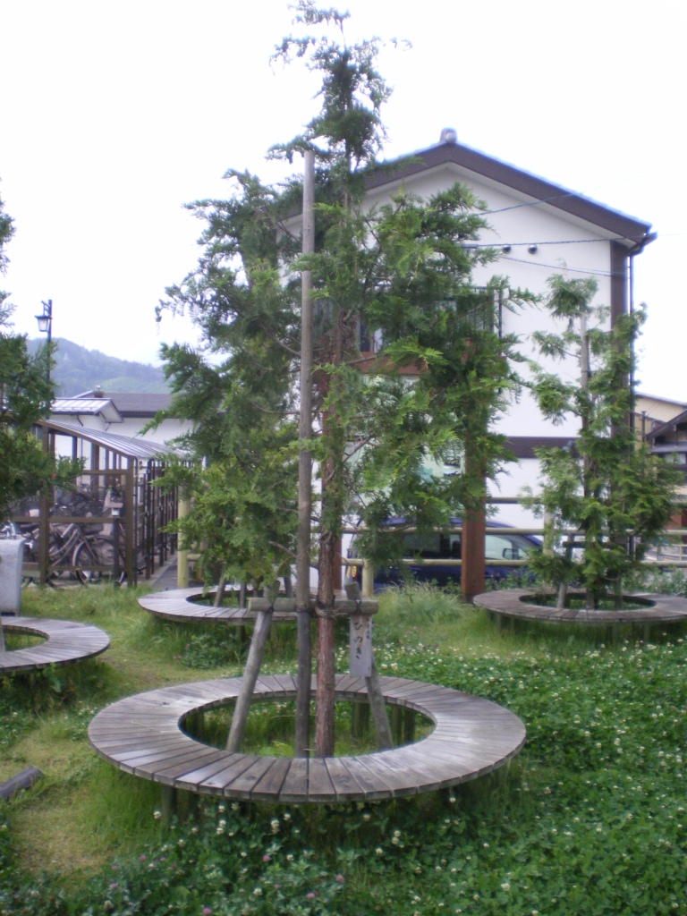 木曽福島で見られる植物